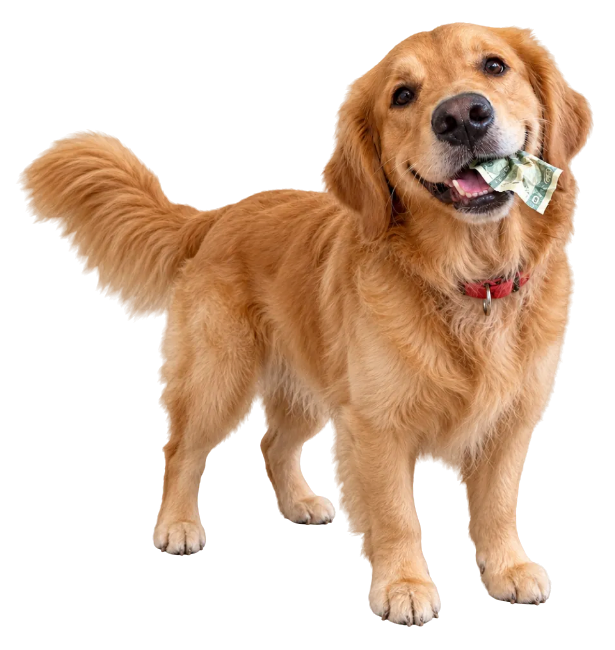 A golden retriever with a red collar holding a dollar bill in its mouth